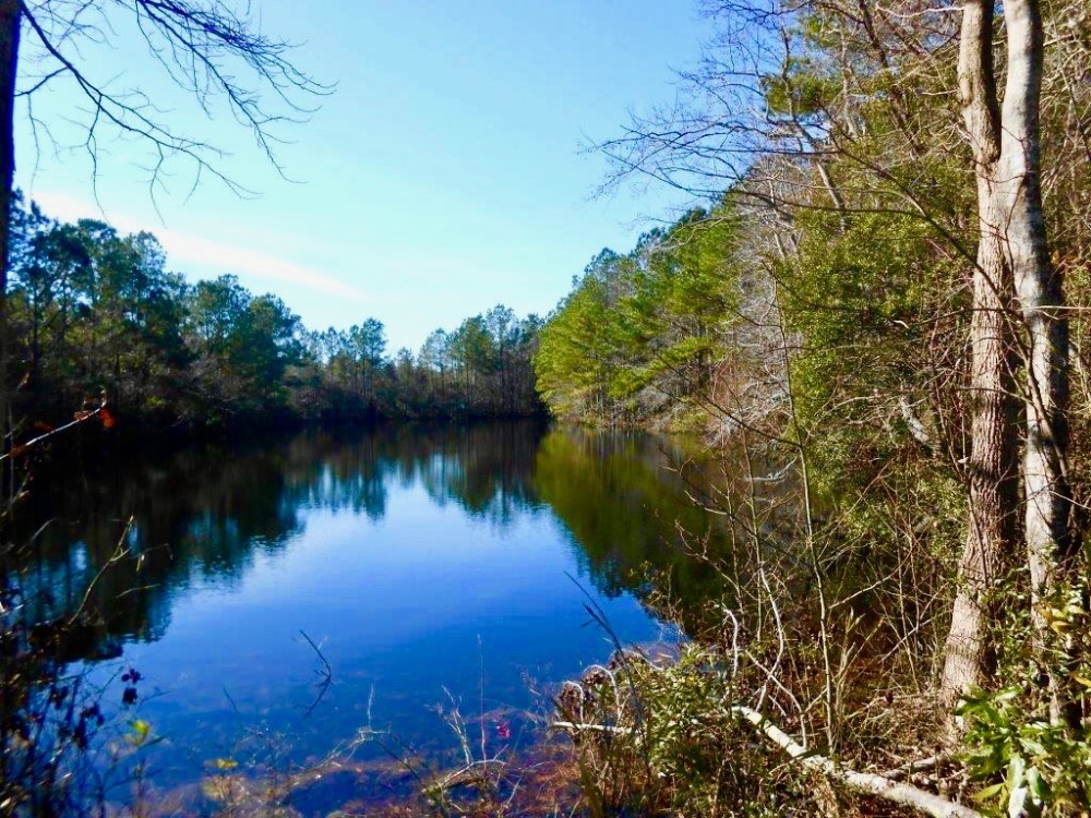 Washington County  NC Hunting Tract with Timber and Ponds featured image