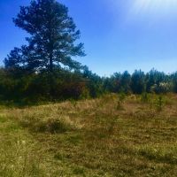 Washington County  NC Hunting Tract with Timber and Ponds images 5