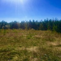 Washington County  NC Hunting Tract with Timber and Ponds images 3