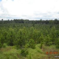 40 ac - Pine Plantation &nbsp; Hunting Tract - PRICE REDUCED images 3