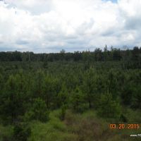 40 ac - Pine Plantation &nbsp; Hunting Tract - PRICE REDUCED images 4