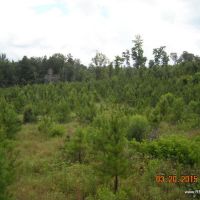 40 ac - Pine Plantation &nbsp; Hunting Tract - PRICE REDUCED images 5