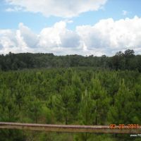 40 ac - Pine Plantation &nbsp; Hunting Tract - PRICE REDUCED images 6