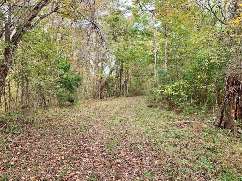 70 Acre Hardwood Hunting Land for Sale Woodville  MS featured image
