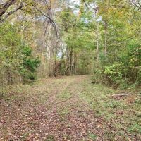 70 Acre Hardwood Hunting Land for Sale Woodville  MS
