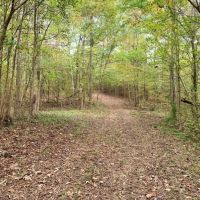 70 Acre Hardwood Hunting Land for Sale Woodville  MS images 2