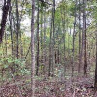 70 Acre Hardwood Hunting Land for Sale Woodville  MS images 3