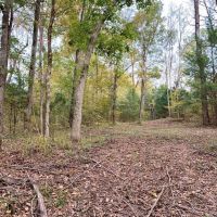 70 Acre Hardwood Hunting Land for Sale Woodville  MS images 4