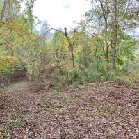 70 Acre Hardwood Hunting Land for Sale Woodville  MS images 5