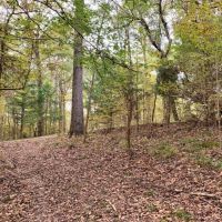 70 Acre Hardwood Hunting Land for Sale Woodville  MS images 6