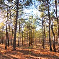 62-011-town-creek-170 images 4