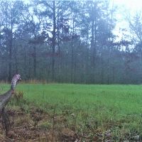 62-011-town-creek-170 images 6