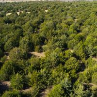 Heavily wooded 70 acres at Melvern Lake images 5