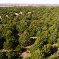 Heavily wooded 70 acres at Melvern Lake images 6
