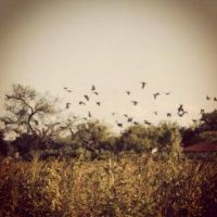 South Texas Dove Hunts (Groups & Corporate Welcome!)