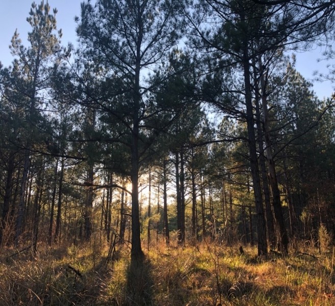 80 Acres in Webster County in Eupora  MS featured image