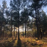 80 Acres in Webster County in Eupora  MS