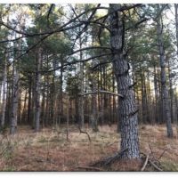 80 Acres in Webster County in Eupora  MS images 2