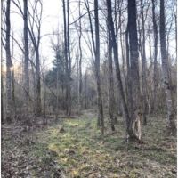 80 Acres in Webster County in Eupora  MS images 4