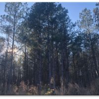 80 Acres in Webster County in Eupora  MS images 5