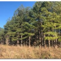 80 Acres in Webster County in Eupora  MS images 6