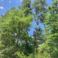 388 Acres &nbsp; Lost Indian Camp Road &nbsp; Tract 5302 images 2