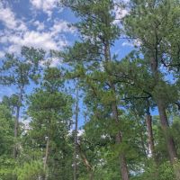 388 Acres &nbsp; Lost Indian Camp Road &nbsp; Tract 5302 images 5