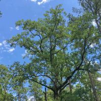 388 Acres &nbsp; Lost Indian Camp Road &nbsp; Tract 5302 images 6