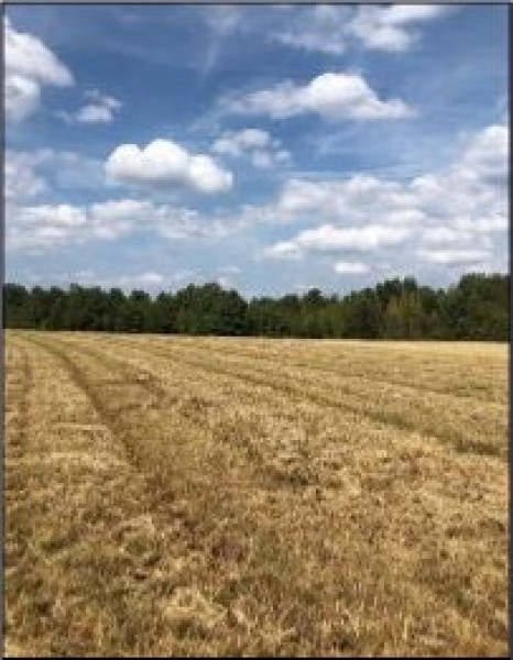 204.9 Acres in Lafayette County in Abbeville  MS featured image