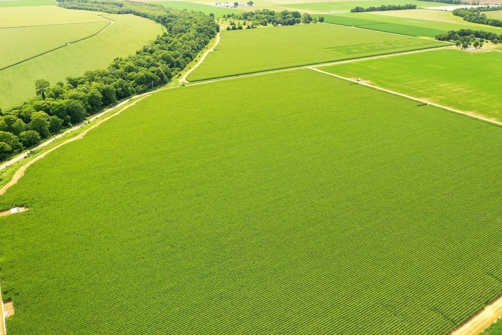 The Central Farm featured image