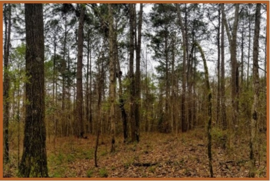 42 Acres in Copiah County in Hazlehurst  MS featured image