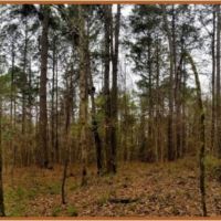 42 Acres in Copiah County in Hazlehurst  MS