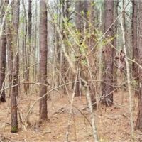 42 Acres in Copiah County in Hazlehurst  MS images 3