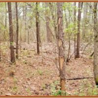 42 Acres in Copiah County in Hazlehurst  MS images 4