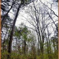 42 Acres in Copiah County in Hazlehurst  MS images 5