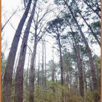 42 Acres in Copiah County in Hazlehurst  MS images 6