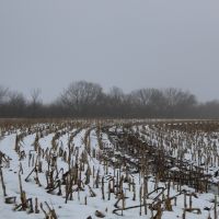 80 acres - Tillable and Hunting near Pomona Lake