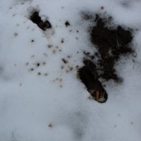 80 acres - Tillable and Hunting near Pomona Lake images 2