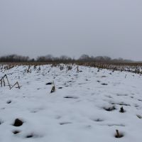 80 acres - Tillable and Hunting near Pomona Lake images 3