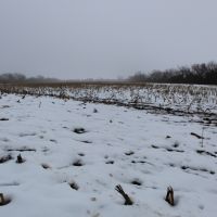 80 acres - Tillable and Hunting near Pomona Lake images 5