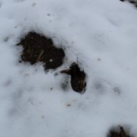 80 acres - Tillable and Hunting near Pomona Lake images 6