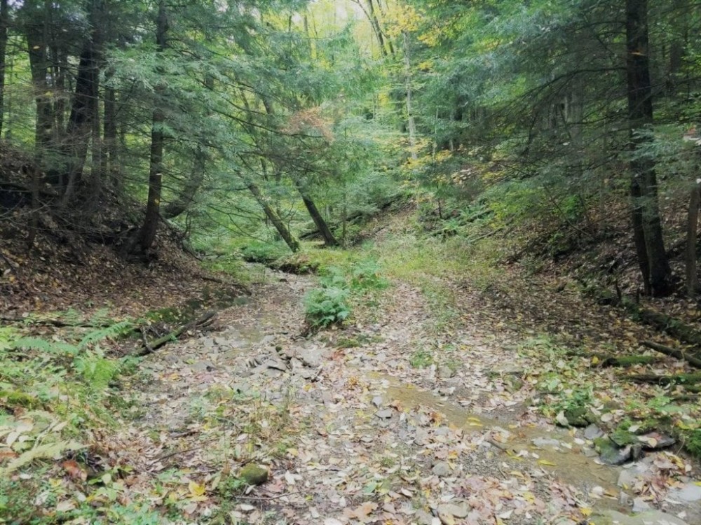 141 acres Hunting Land and Recreational Land in Prattsburgh NY featured image