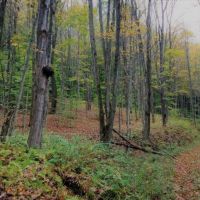 141 acres Hunting Land and Recreational Land in Prattsburgh NY images 2