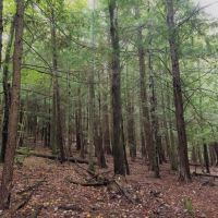 141 acres Hunting Land and Recreational Land in Prattsburgh NY images 5