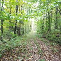 141 acres Hunting Land and Recreational Land in Prattsburgh NY images 4