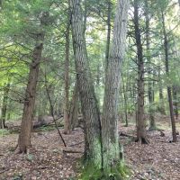 141 acres Hunting Land and Recreational Land in Prattsburgh NY images 6