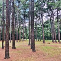 35 Acres w  Mobile home  Osyka  MS
