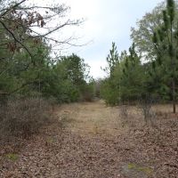 Crenshaw-Montgomery Timber Tract images 2
