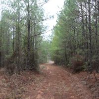 Crenshaw-Montgomery Timber Tract images 3