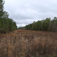 Crenshaw-Montgomery Timber Tract images 4